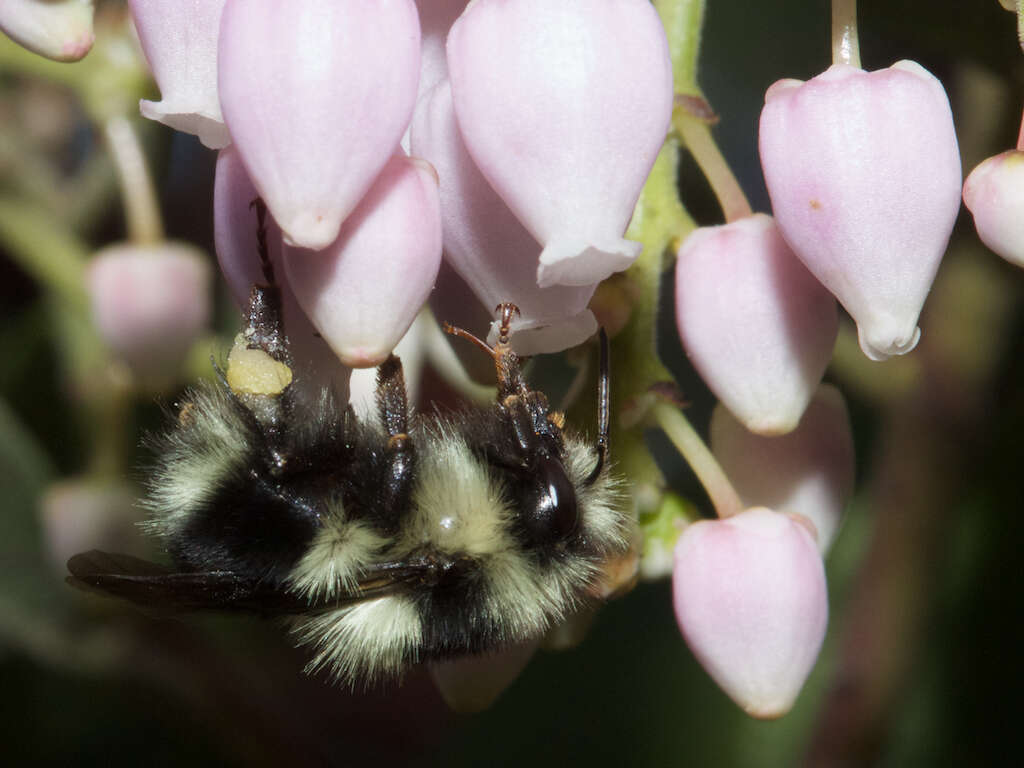 Image of Black Tail Bumble Bee