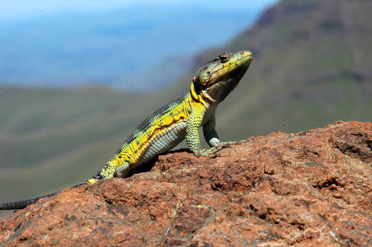 Imagem de Pseudocordylus subviridis (Smith 1838)