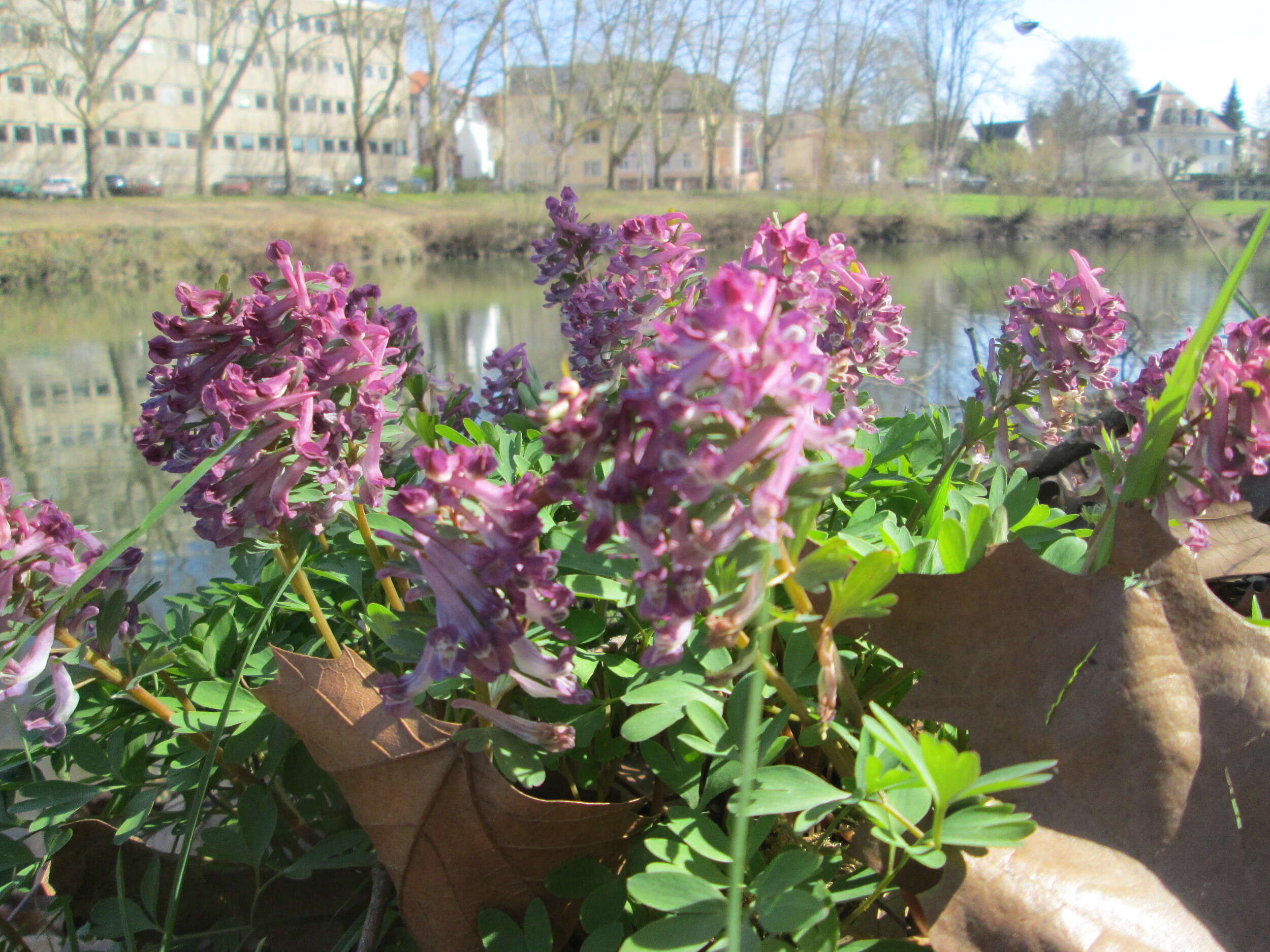 Plancia ëd Corydalis solida (L.) Clairv.