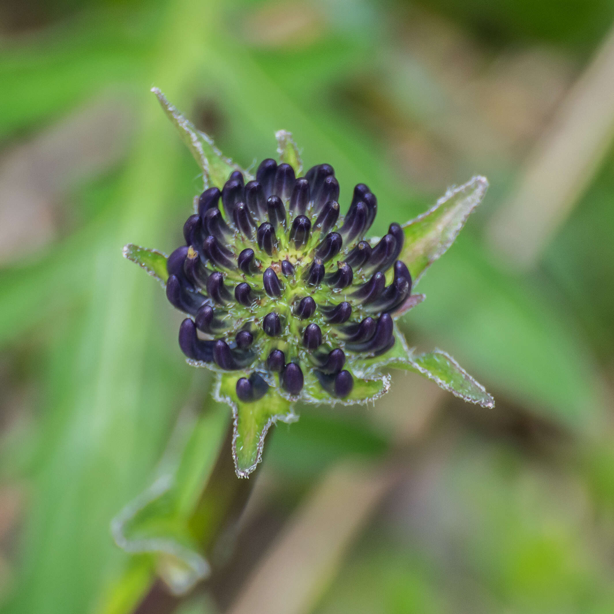 Image of Phyteuma orbiculare L.