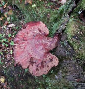 Image of lingzhi mushroom