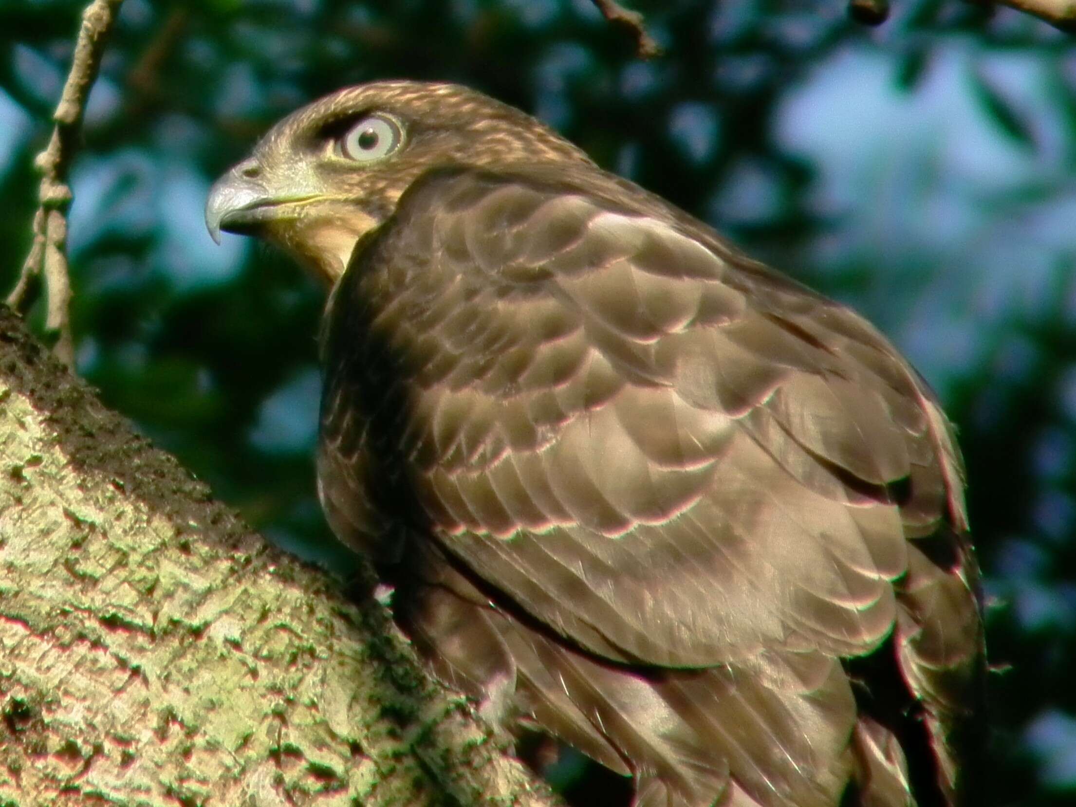 Image of Crested Goshawk