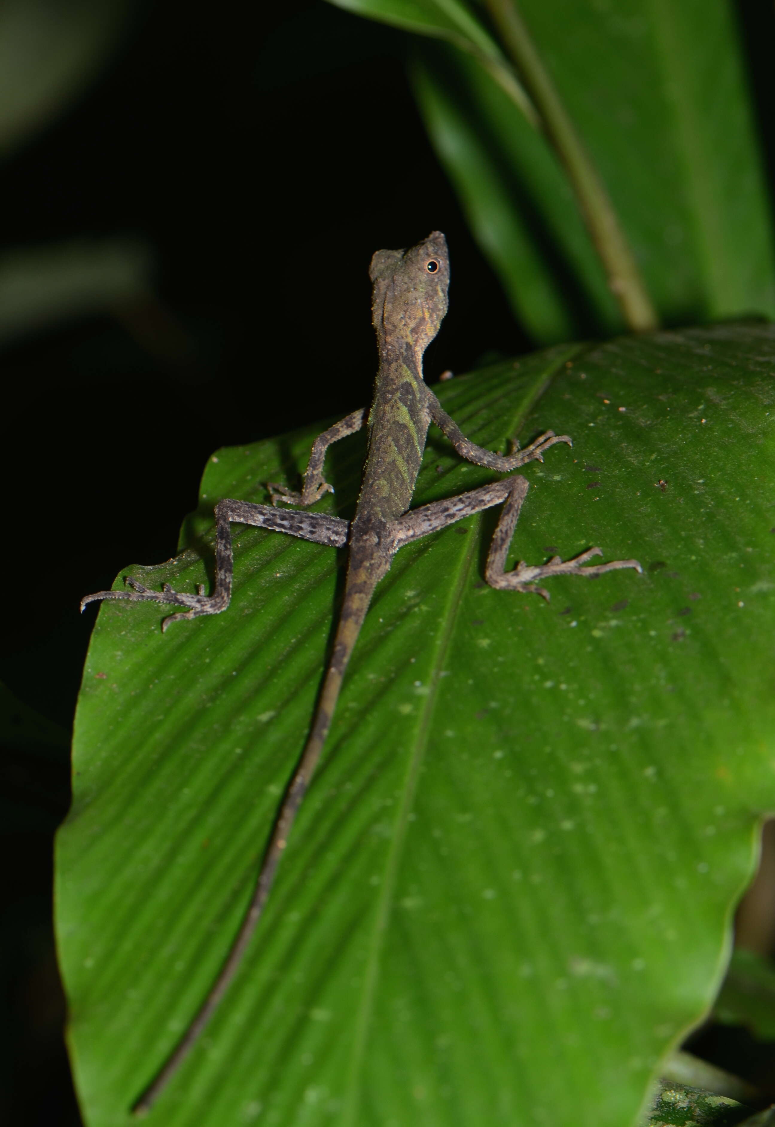 Image of Indonesia Earless Agama