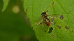 Image of Syrphid fly