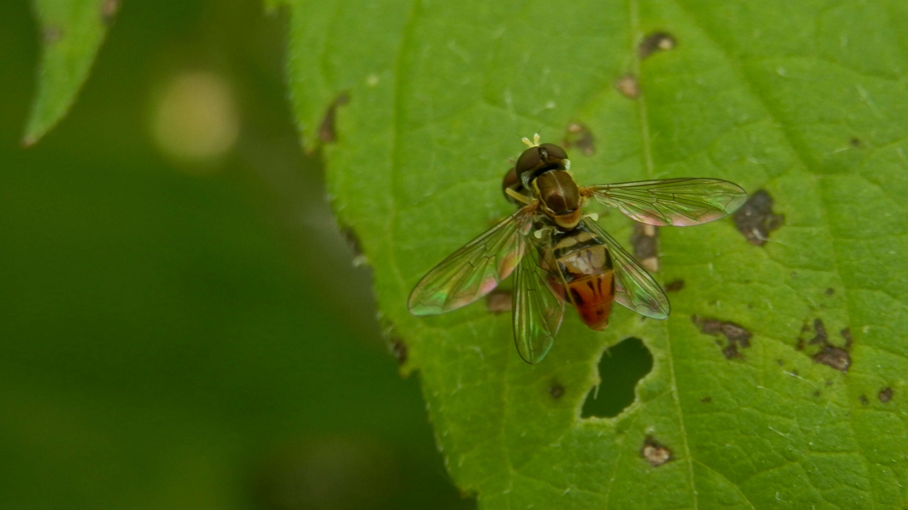 Image of Syrphid fly