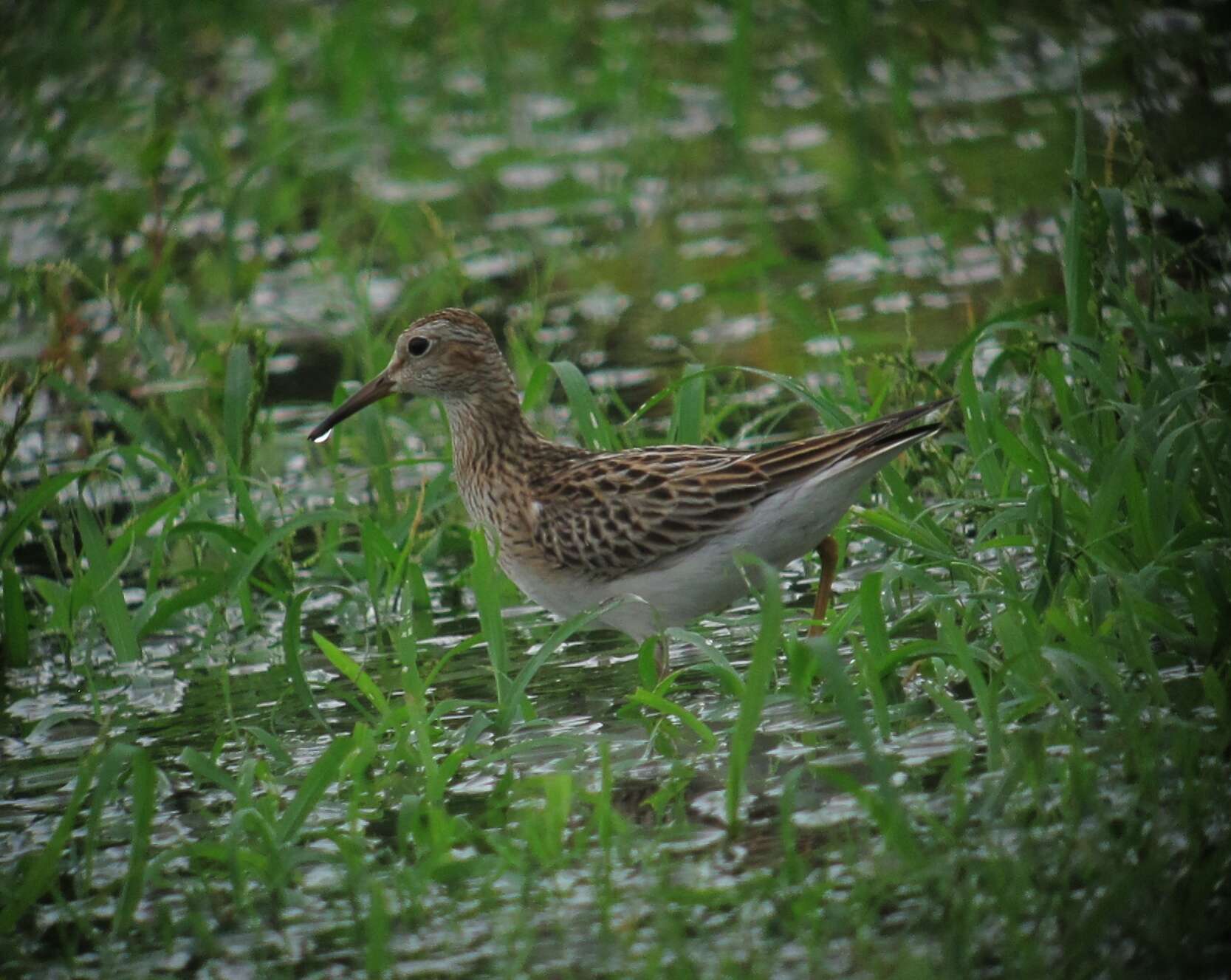 Image of Pectoral Sandpiper