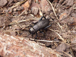 Image of Field cricket