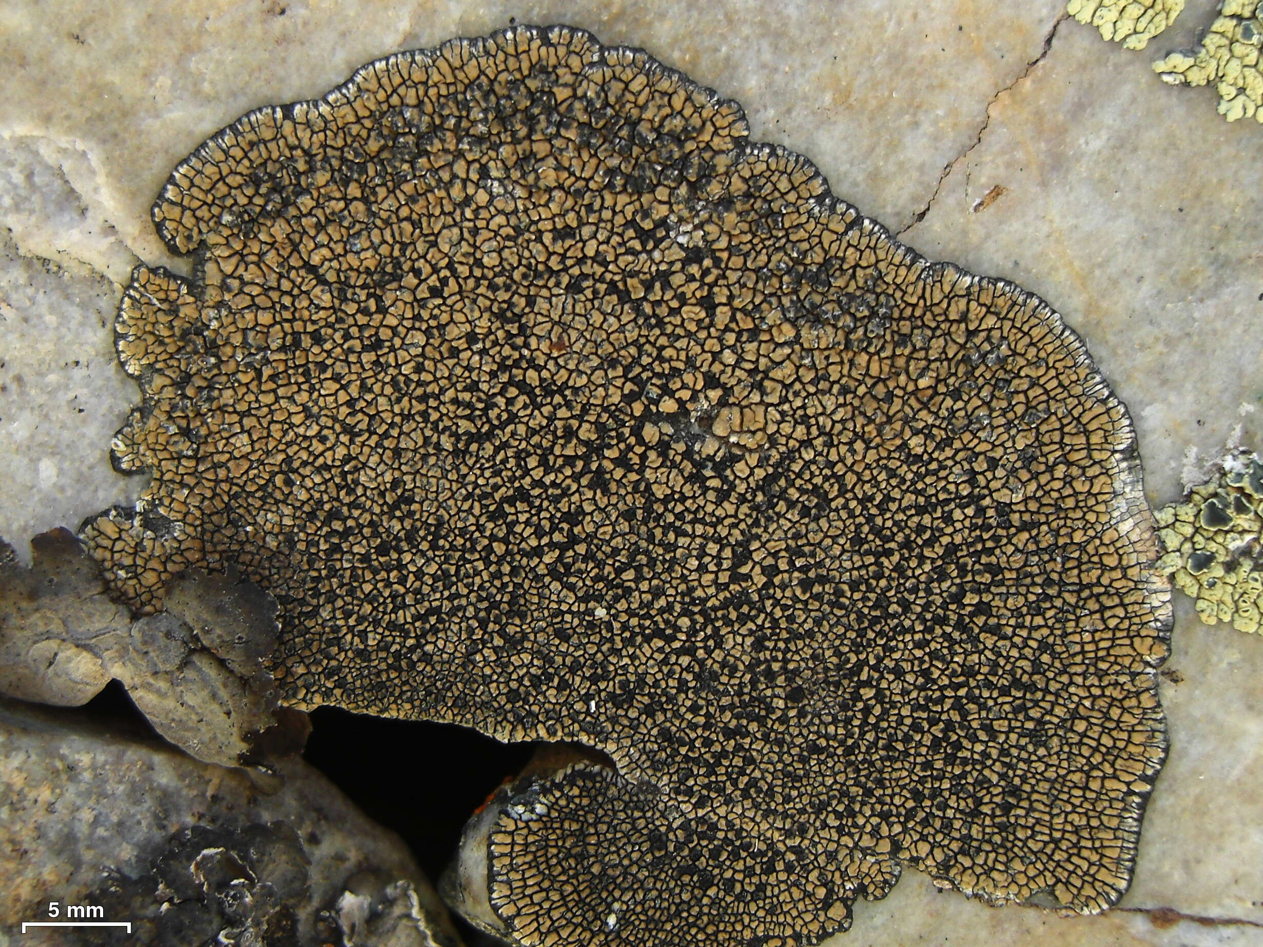 Image of Sporastatia lichens
