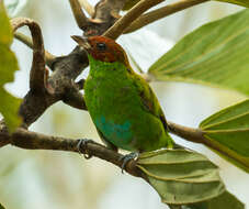 Image of Rufous-winged Tanager