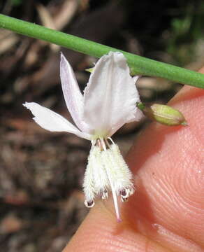 Image of Arthropodium milleflorum (Redouté) J. F. Macbr.