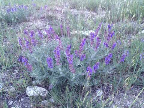 Image of Salvia jurisicii Kosanin