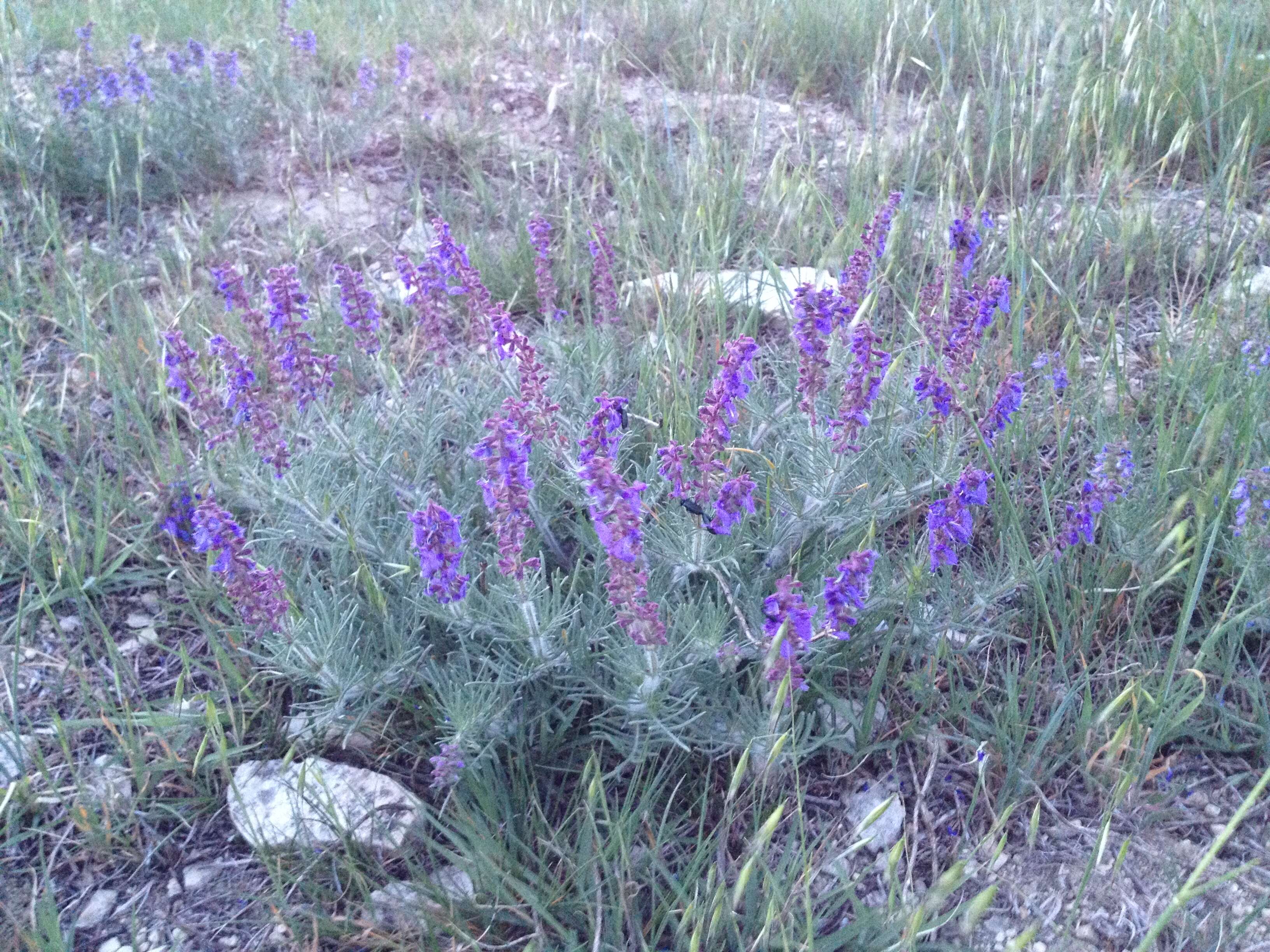 Image of Salvia jurisicii Kosanin