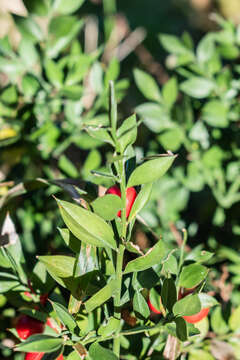 Imagem de Ruscus aculeatus L.