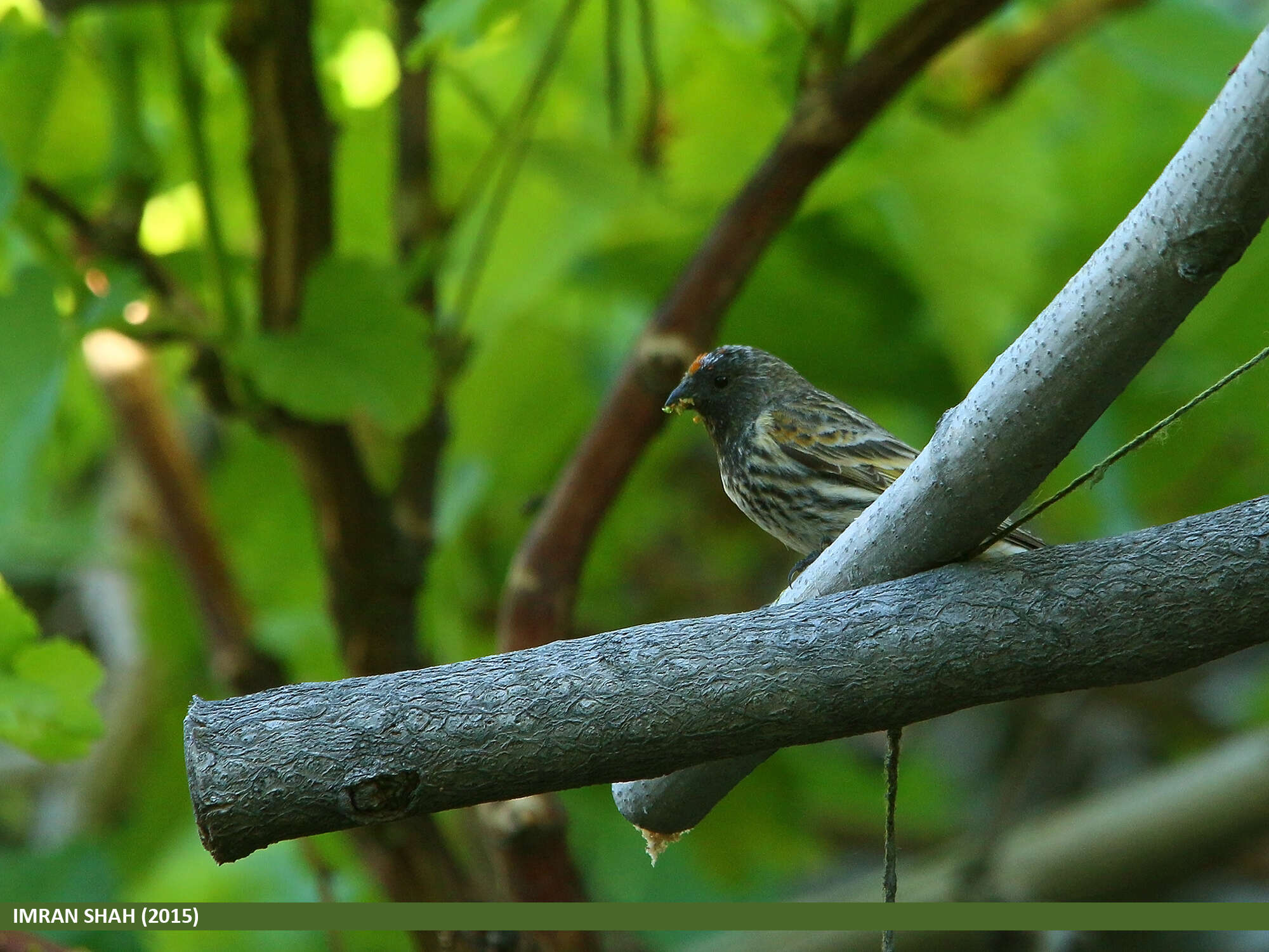 Image of Fire-fronted Serin