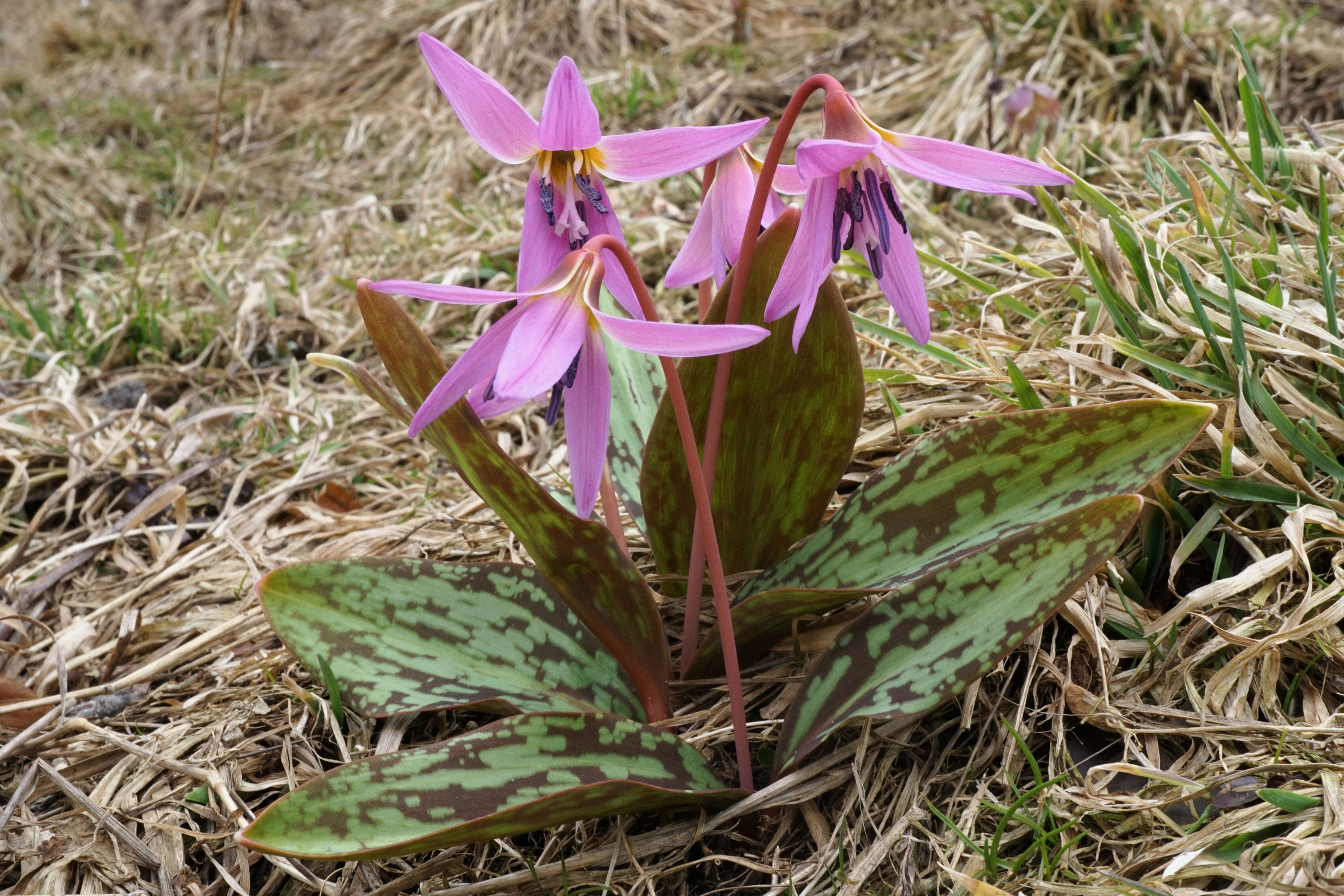 Image of Dog tooth lily