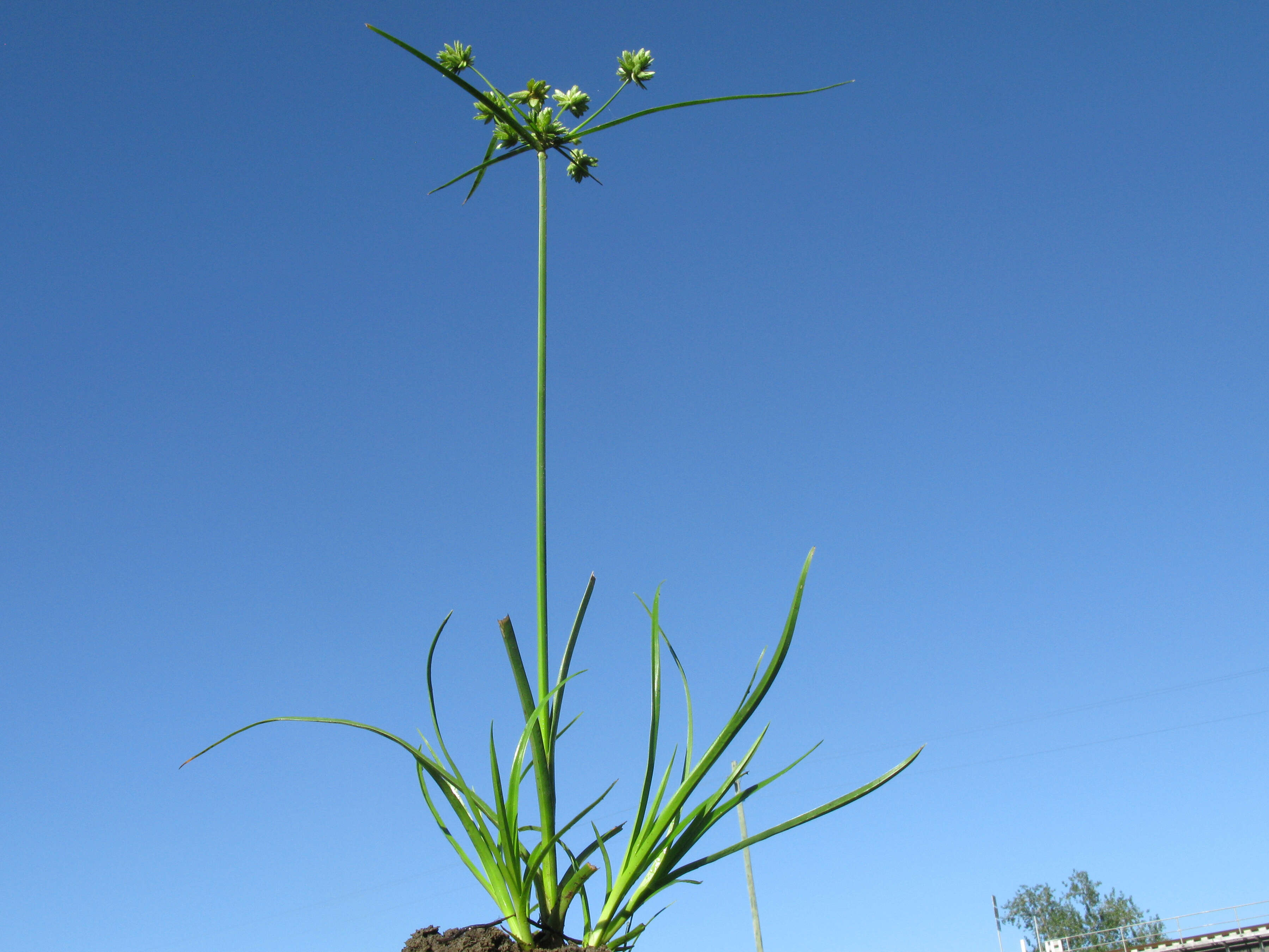 Слика од Cyperus eragrostis Lam.