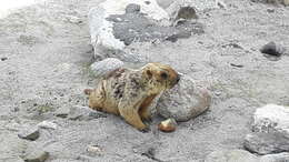 Image of Himalayan Marmot