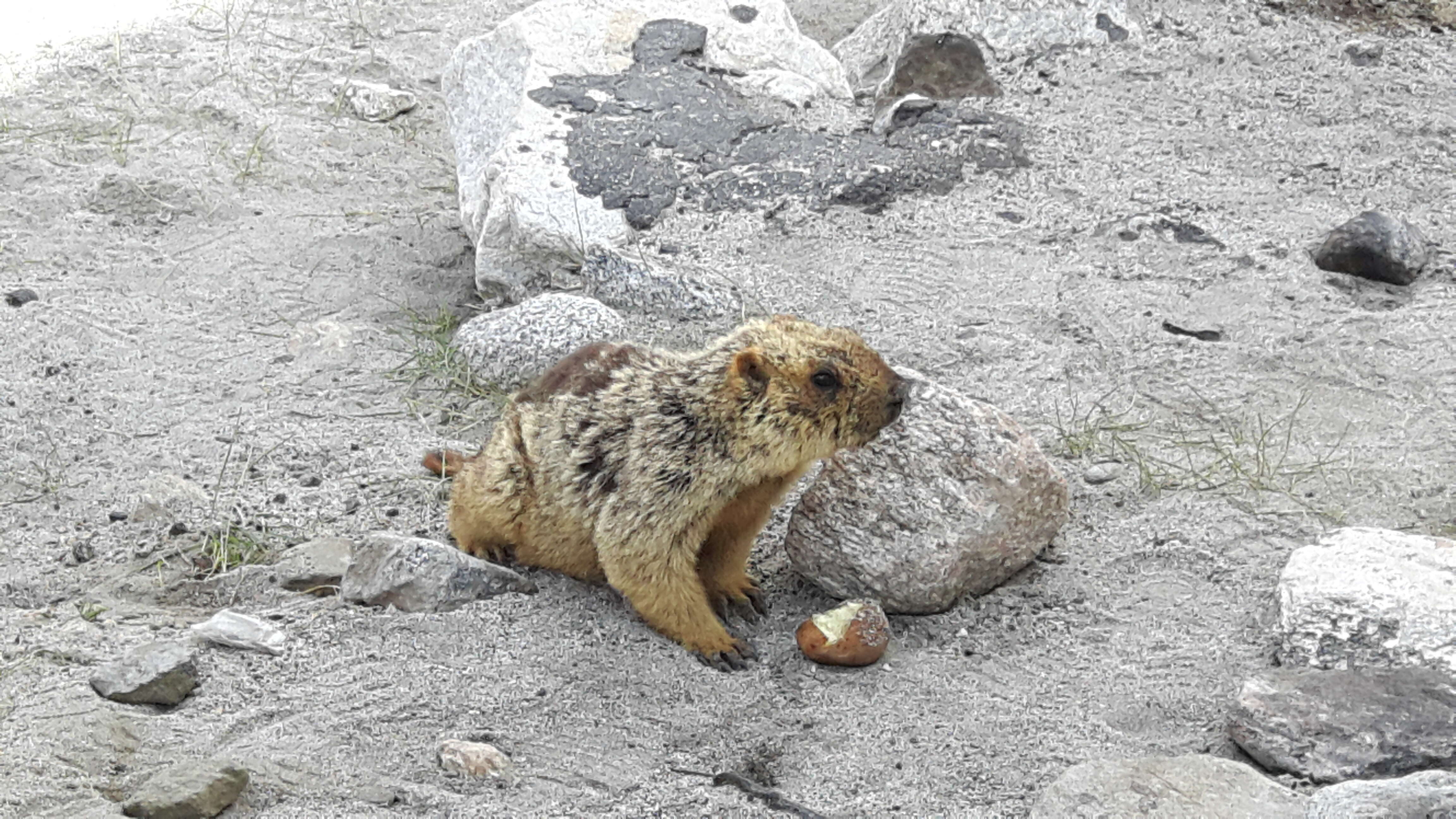 Image of Himalayan Marmot