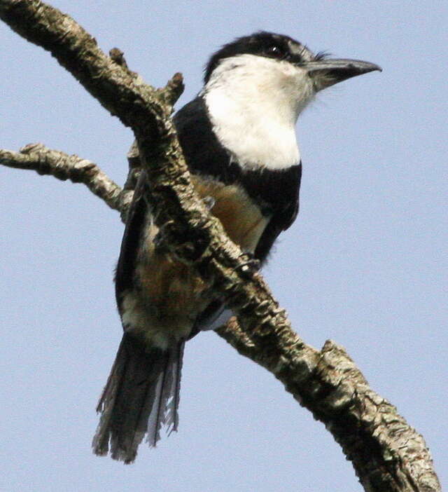 Image of Buff-bellied Puffbird