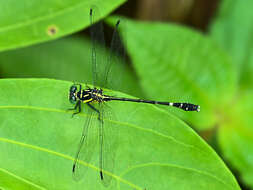 Image of Heliogomphus promelas (Selys 1873)