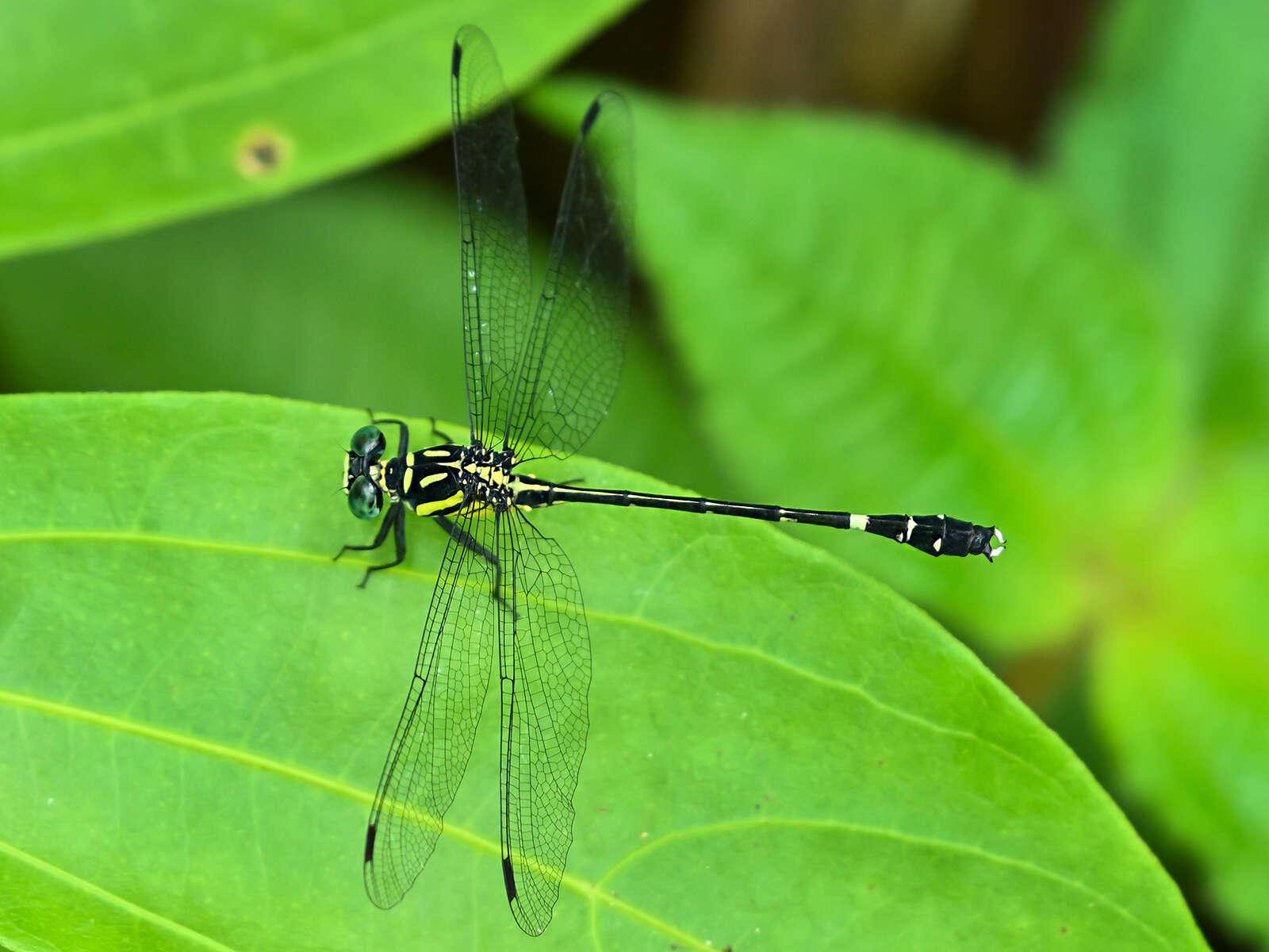 Image of Heliogomphus promelas (Selys 1873)