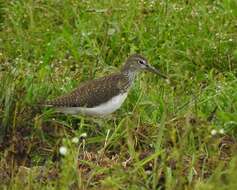 Image of Green Sandpiper