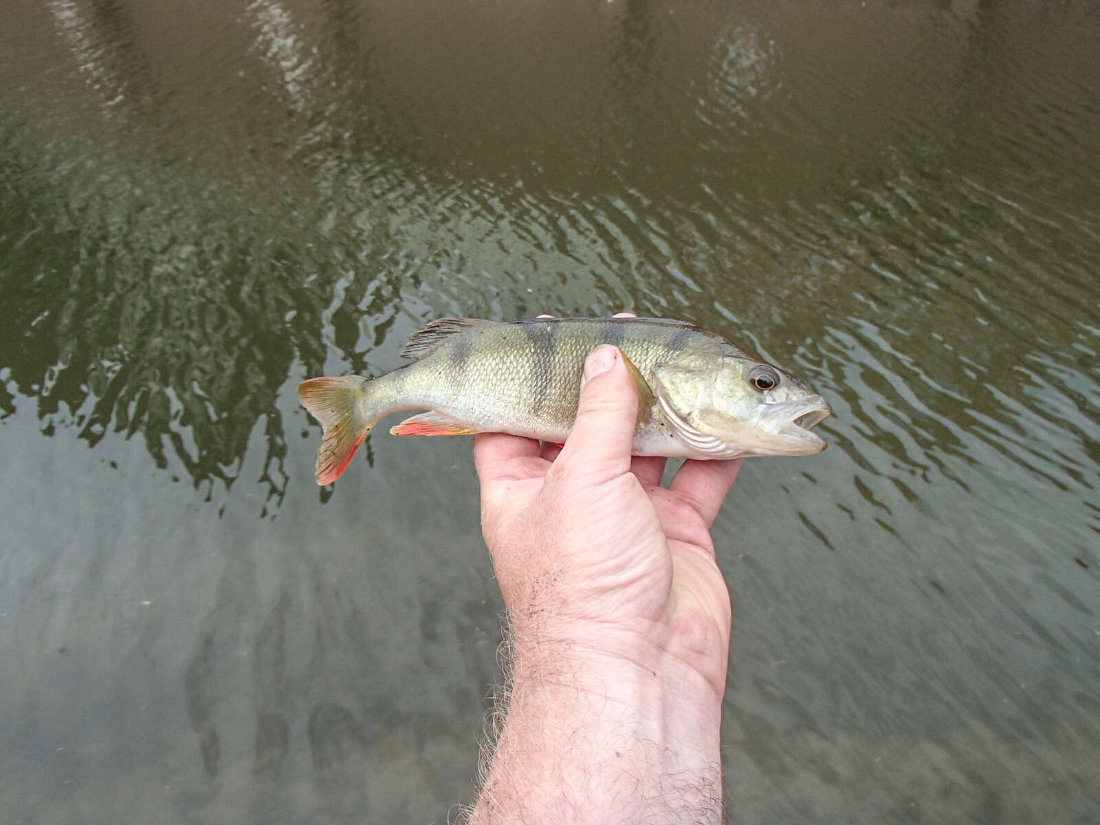 Image of Perch