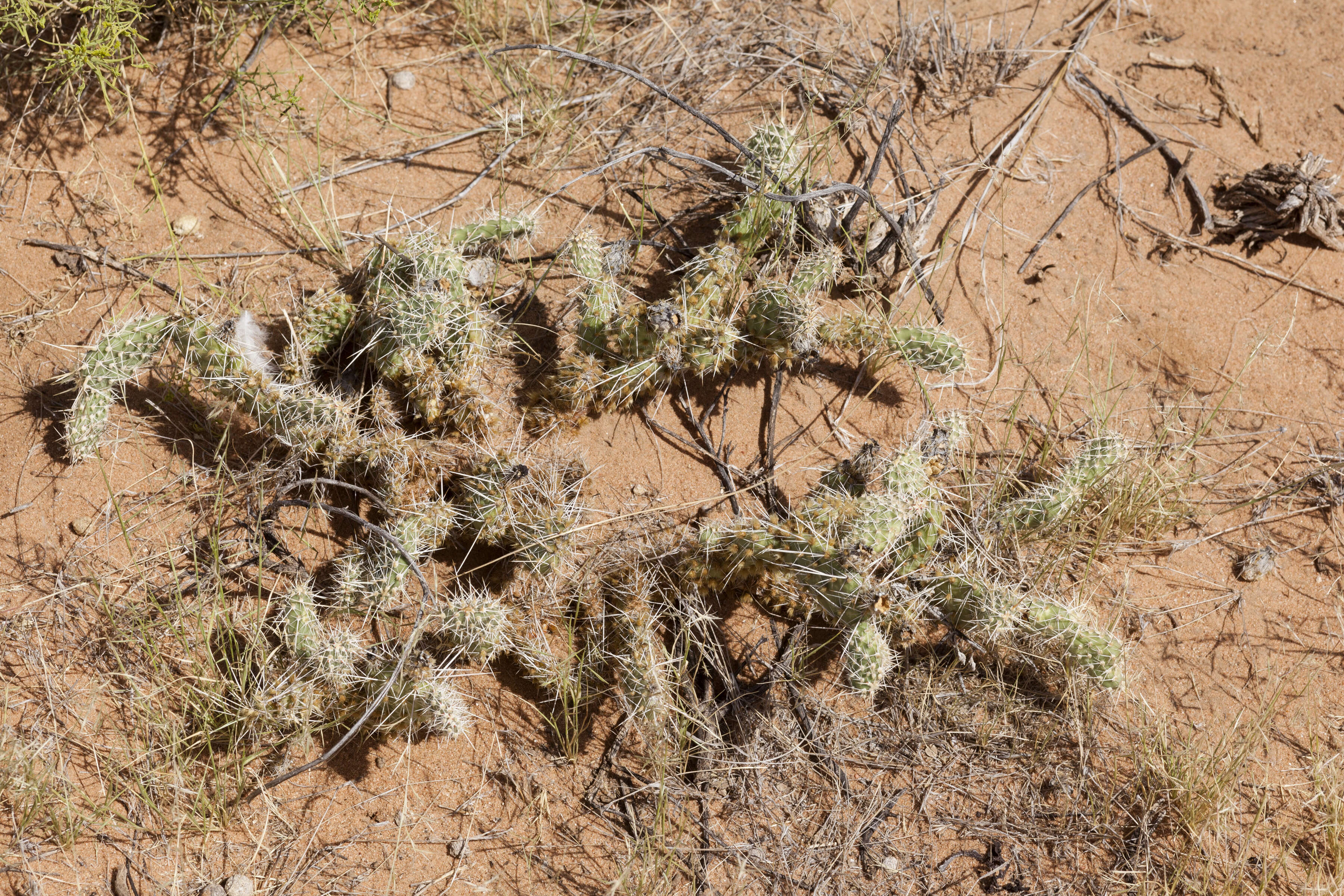 Image of Panhandle Prickly-pear