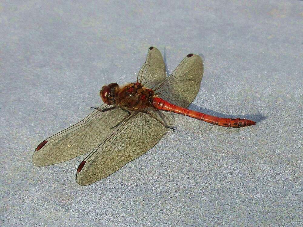 Image of Common Darter