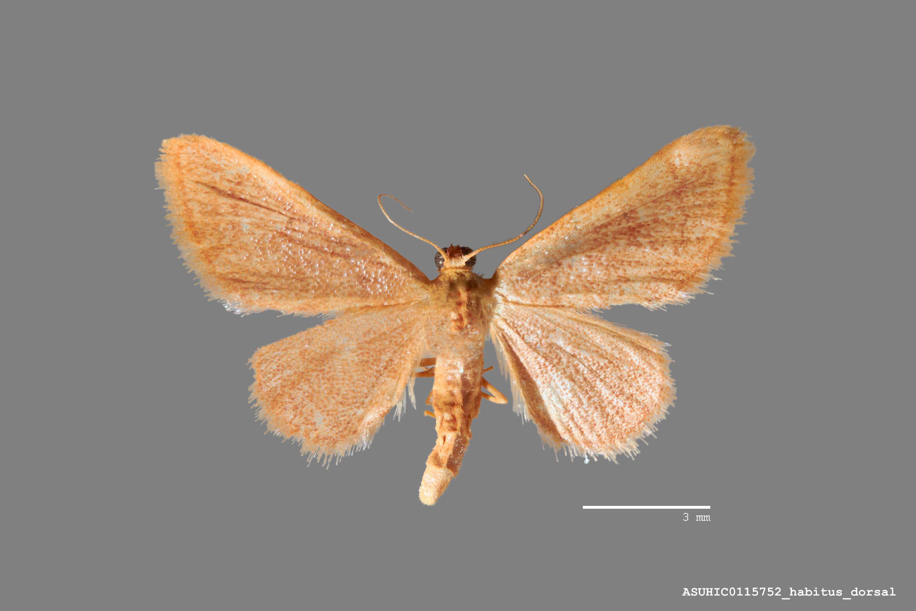 Image of Idaea eremiata Hulst 1887