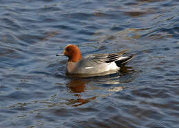 Image of Eurasian Wigeon