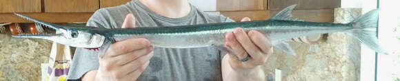 Image of Hound needlefish