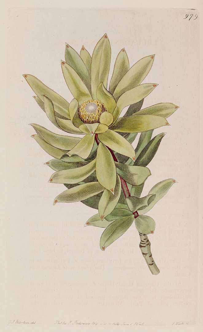 Image de Leucadendron argenteum (L.) R. Br.