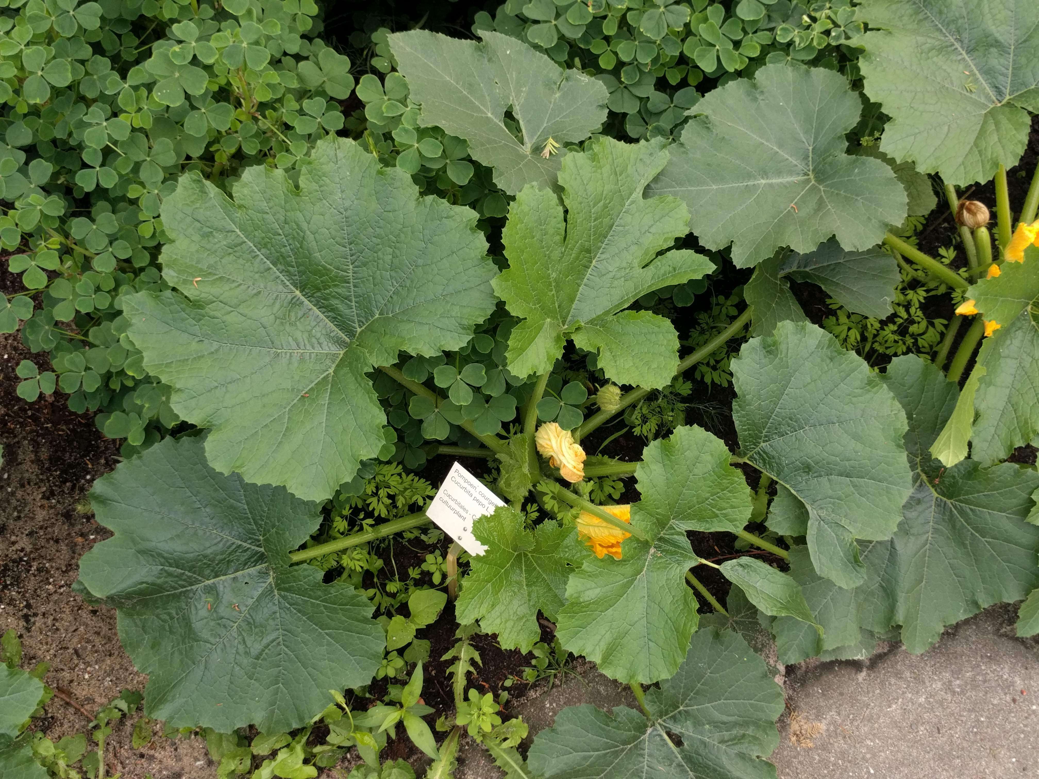 Image of field pumpkin