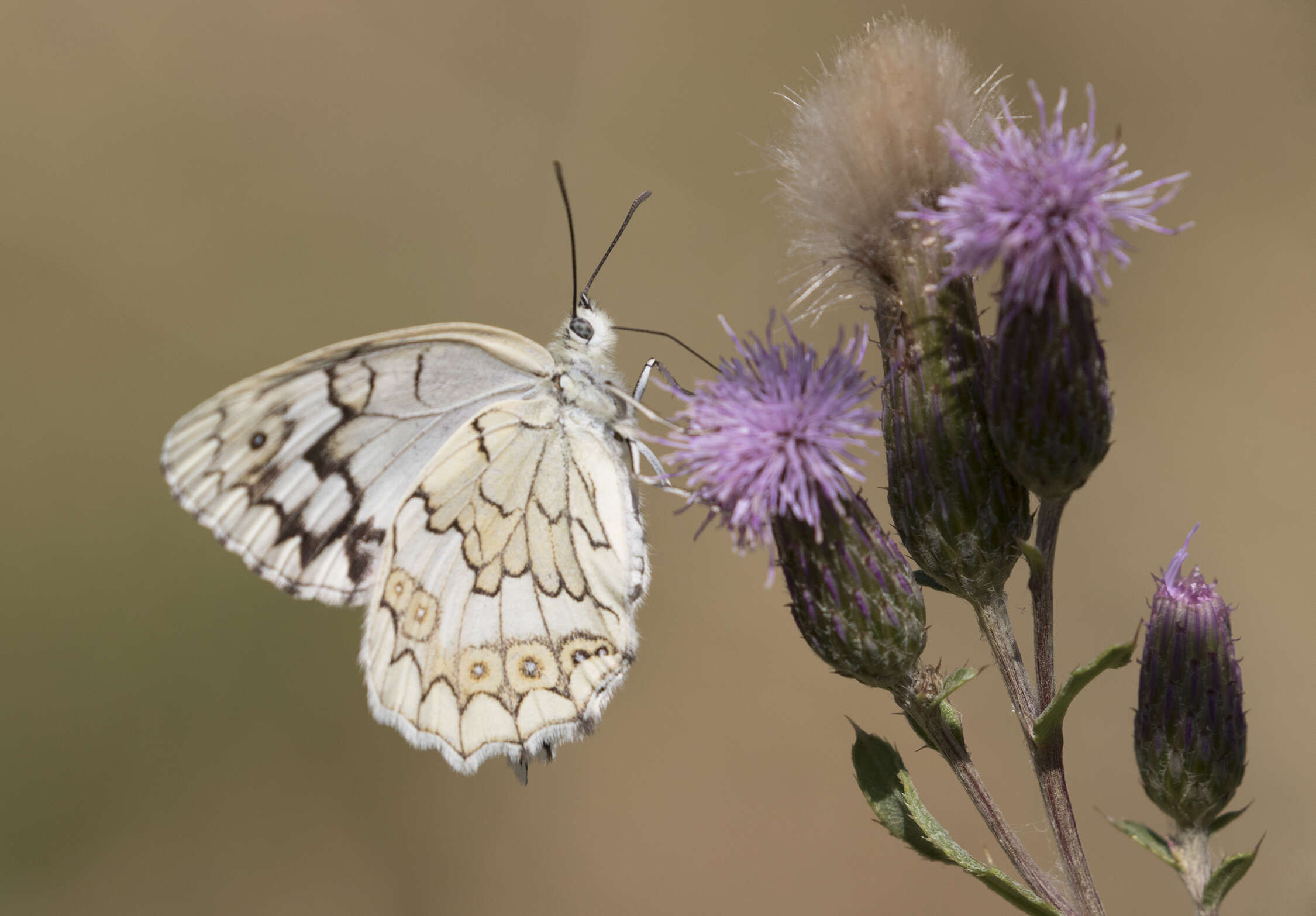 Image of Melanargia larissa Hübner 1827