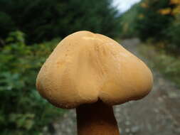 Image of Phaeolepiota