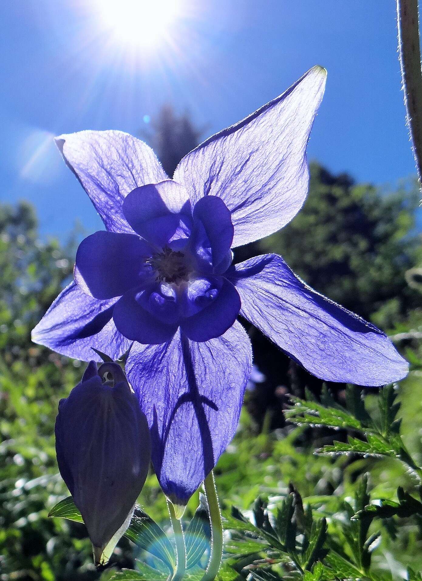 Image of Alpine Columbine