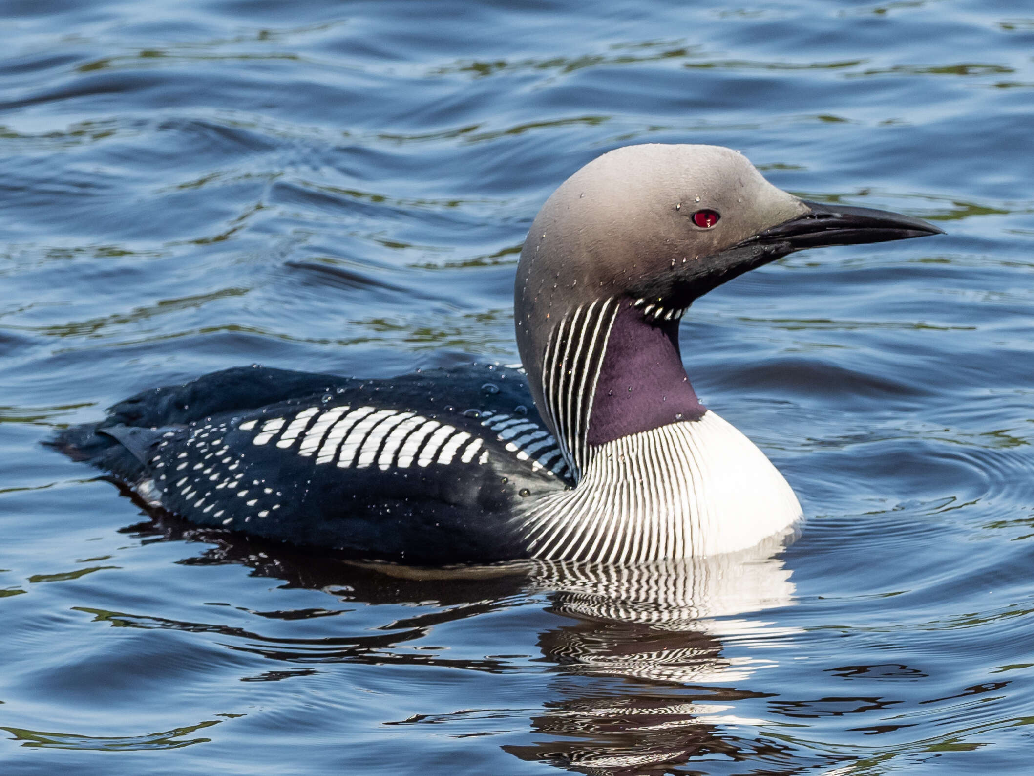 Image of Arctic Loon