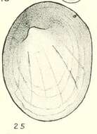 Image of Gundlachia L. Pfeiffer 1849