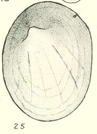 Gundlachia L. Pfeiffer 1849 resmi