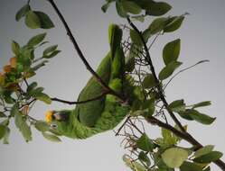 Image of Yellow-crowned Parrot, Yellow-crowned Amazon