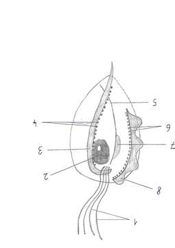 Image of Trichomonas Donné