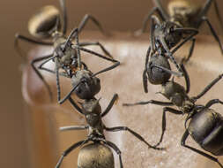 Image de Polyrhachis dives Smith 1857