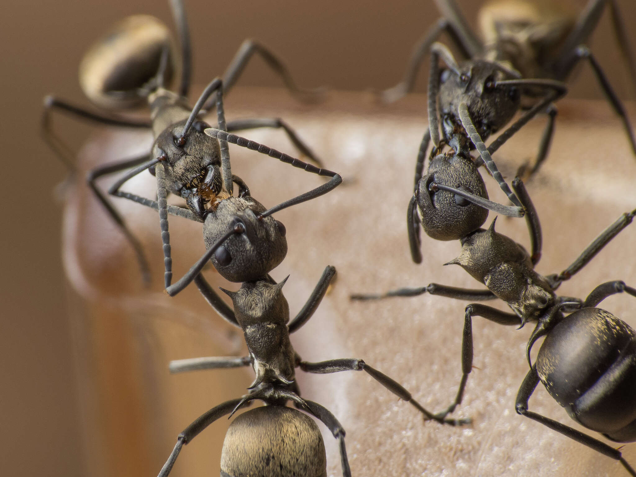 Image de Polyrhachis dives Smith 1857