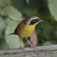 Image of Common Yellowthroat