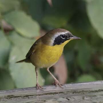 Geothlypis trichas (Linnaeus 1766) resmi