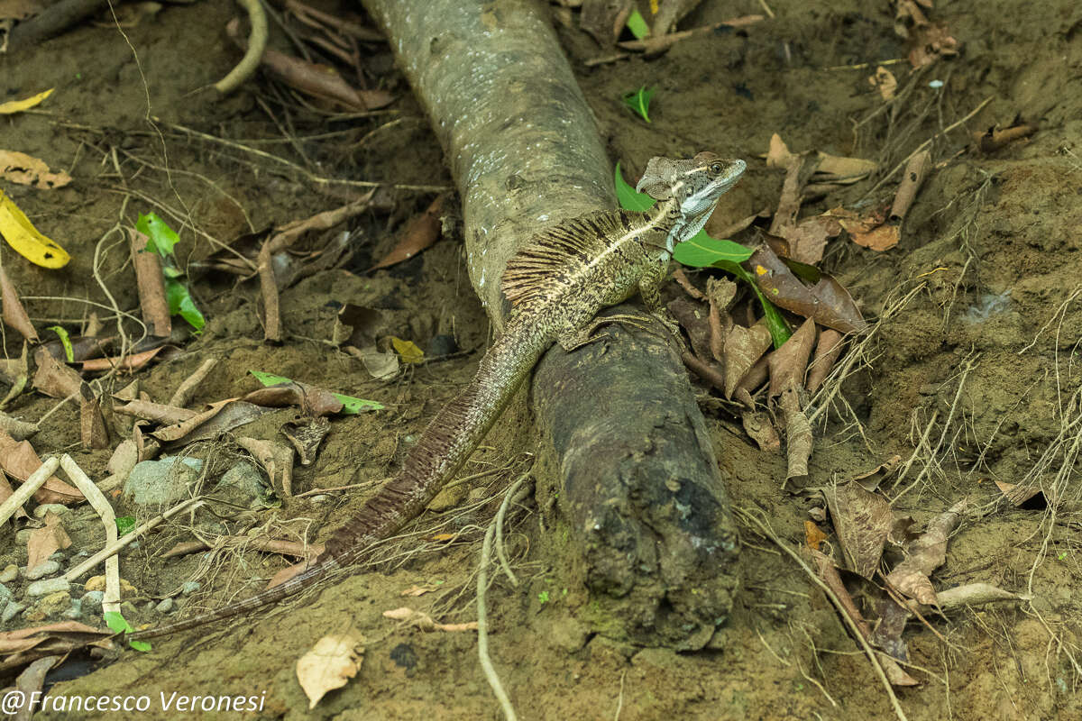 Image of Common Basilisk