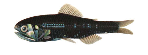 Image of Cocco's Lantern Fish
