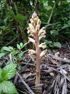 Imagem de Orobanche reticulata Wallr.