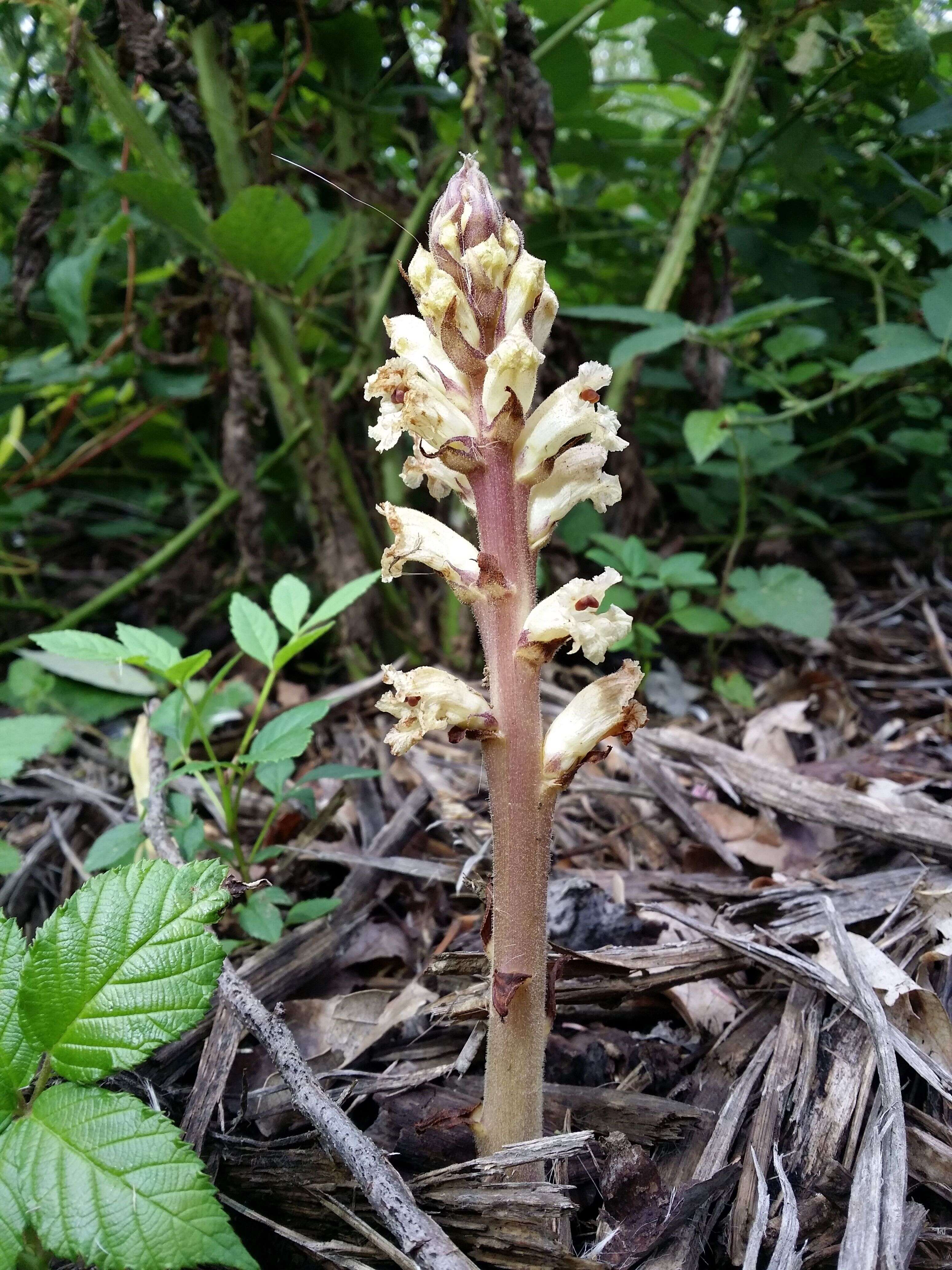 Imagem de Orobanche reticulata Wallr.